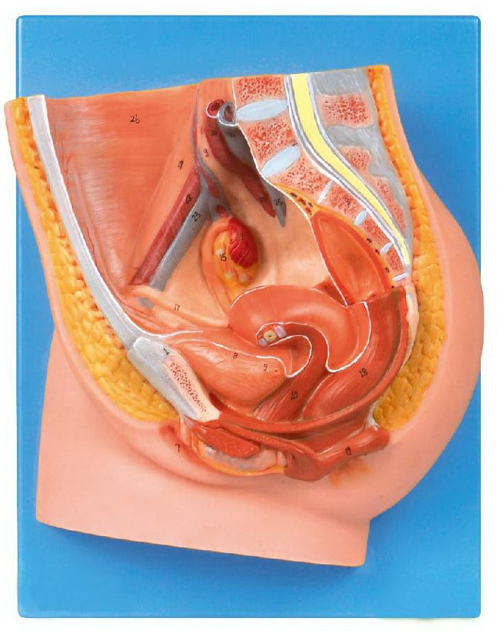 MEDIAN SECTION OF FEMALE PELVIS (SOFT)