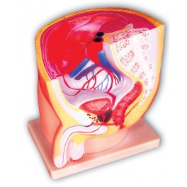 MEDIAN SECTION OF MALE PELVIS
