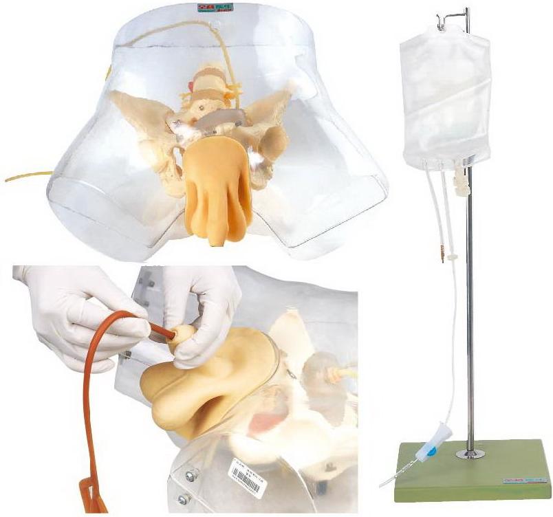 TRANSPARENT ADVANCED FEMALE URETHERAL CATHETERIZATION SIMULATOR