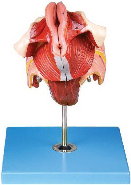 FEMALE GENITAL ORGANS (SOFT)