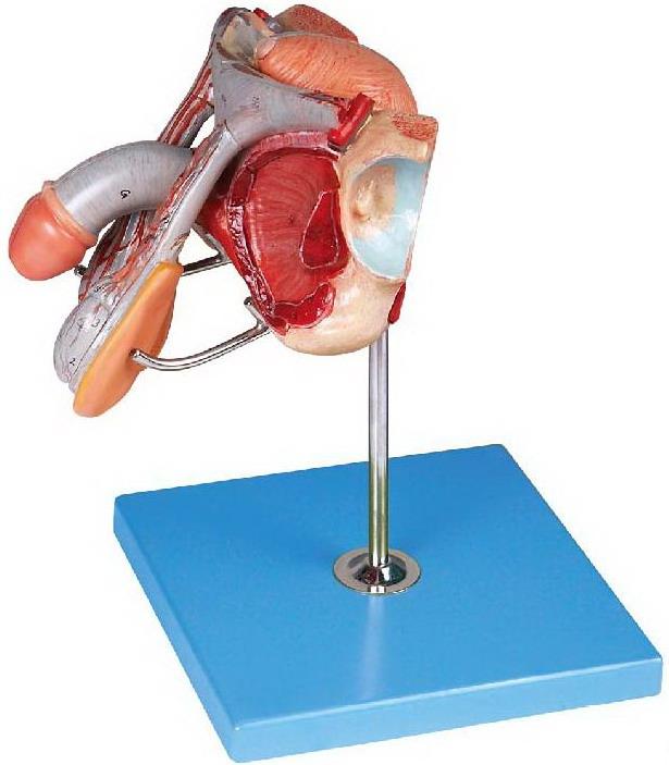 MALE GENITAL ORGANS (SOFT)
